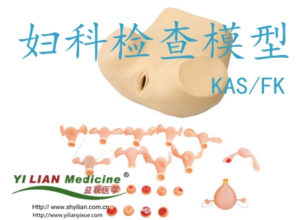 婦科檢查模型