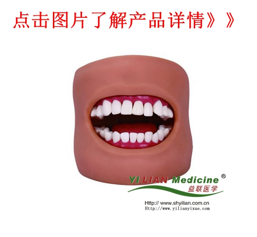高級口腔護(hù)理模型