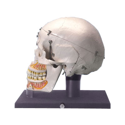 Aͽ̌W(xu)ʾBģ͸