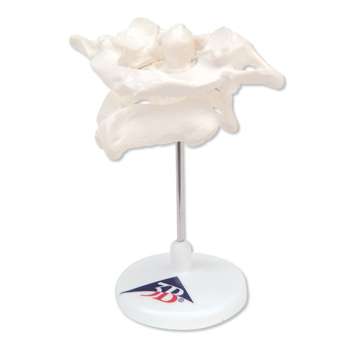 h(hun)׵͘׵Mڿɲж