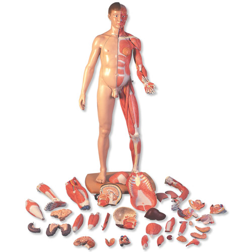 3B Scientific˴СԚWwģ39