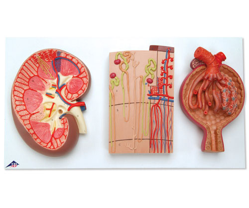 I桢IλѪܺIСwģ